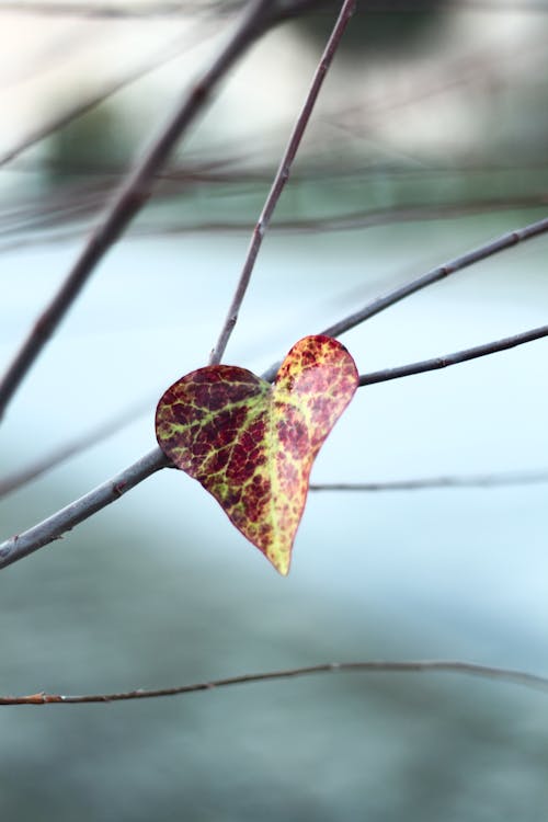 Close up of Leaf