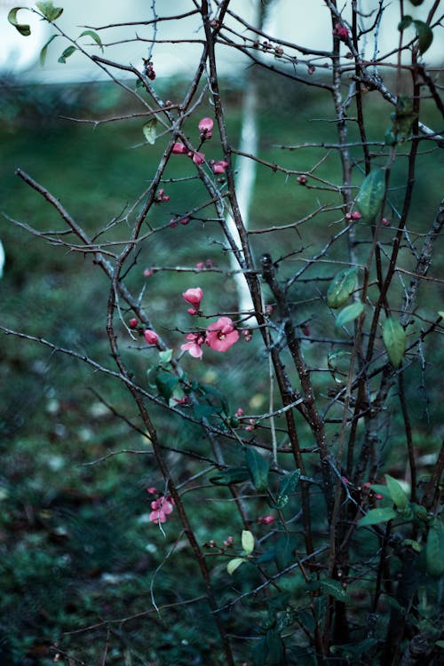 Photo of a Bush with Pink Flowers and Thorns
