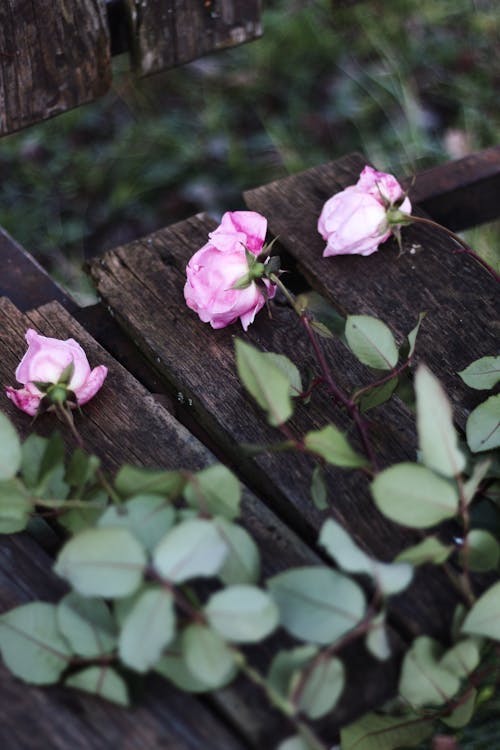 Close-up of Pink Roses on a Bench 