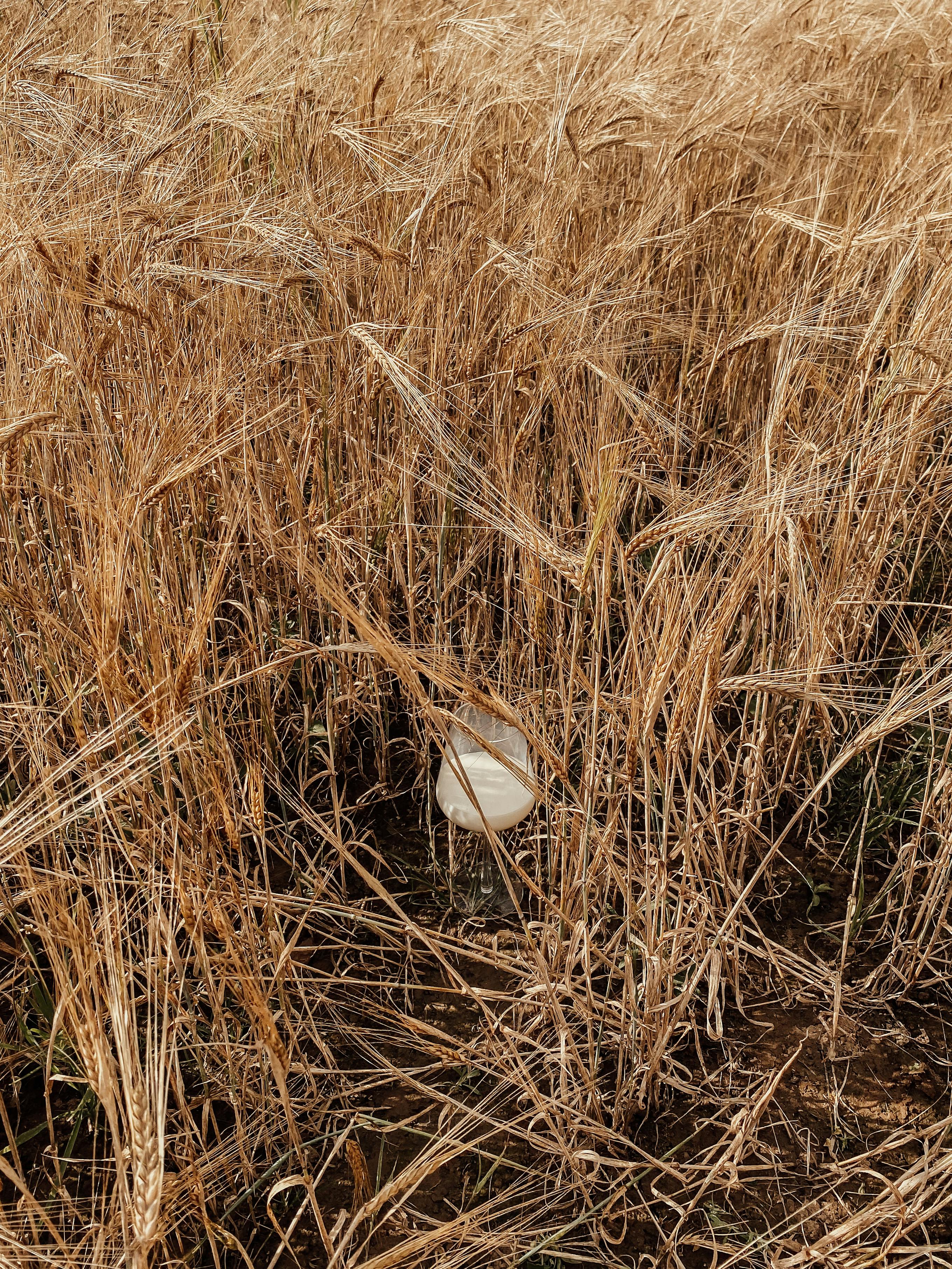 A white glass object hidden in a golden wheat field showing nature's harmony.