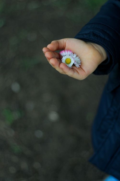 Free A child holds delicate daisies in hand, showcasing innocence and nature's beauty. Stock Photo