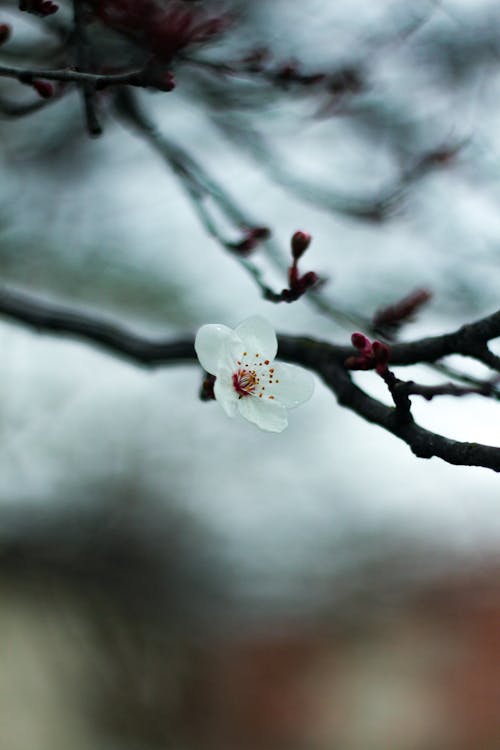 Close up of Blossom