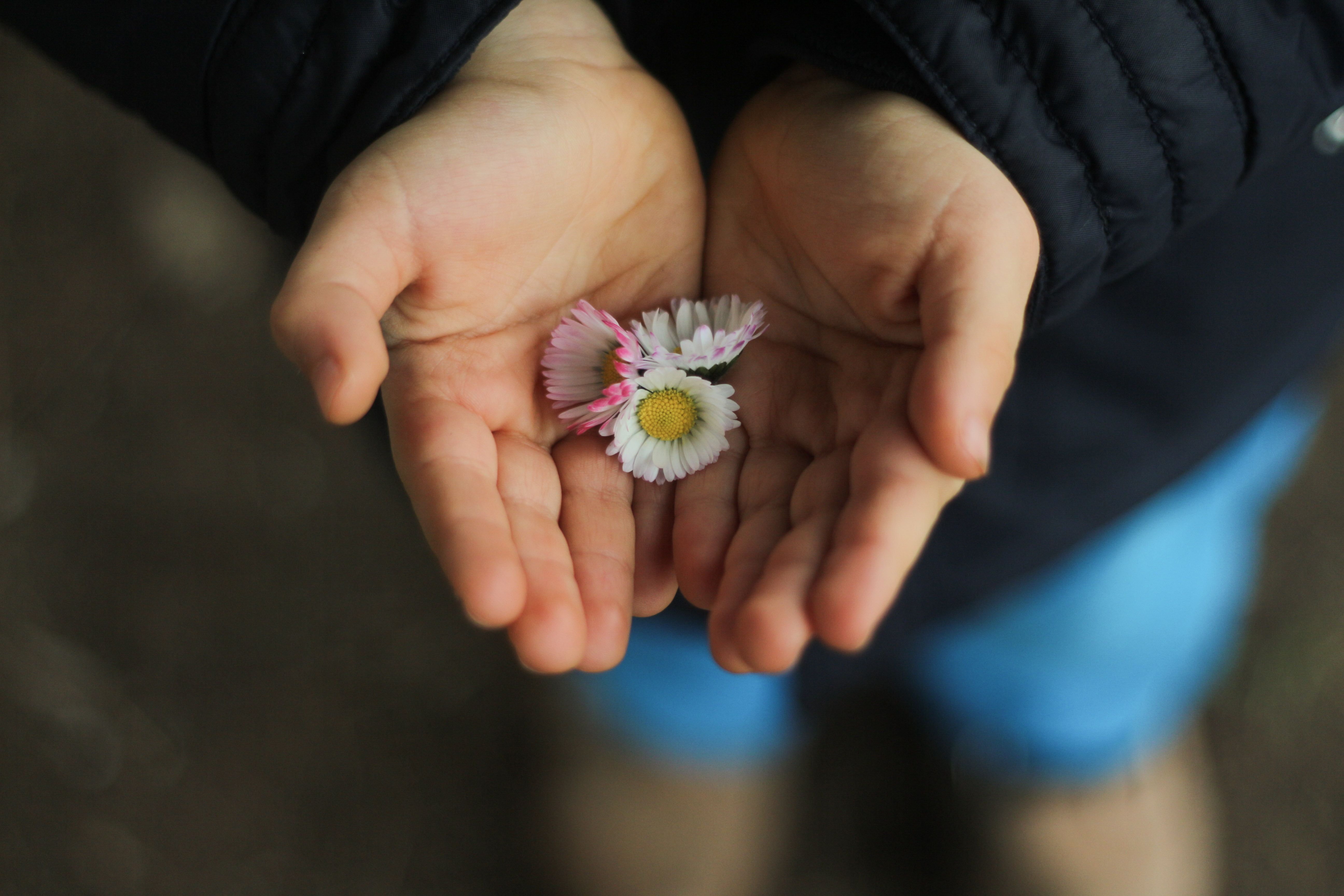 Close-up of a child's hands gently holding delicate daisy flowers. Soft focus, warm tones.