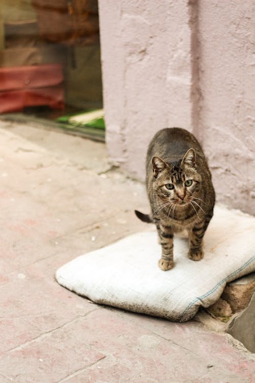 Cat Outside a Building 