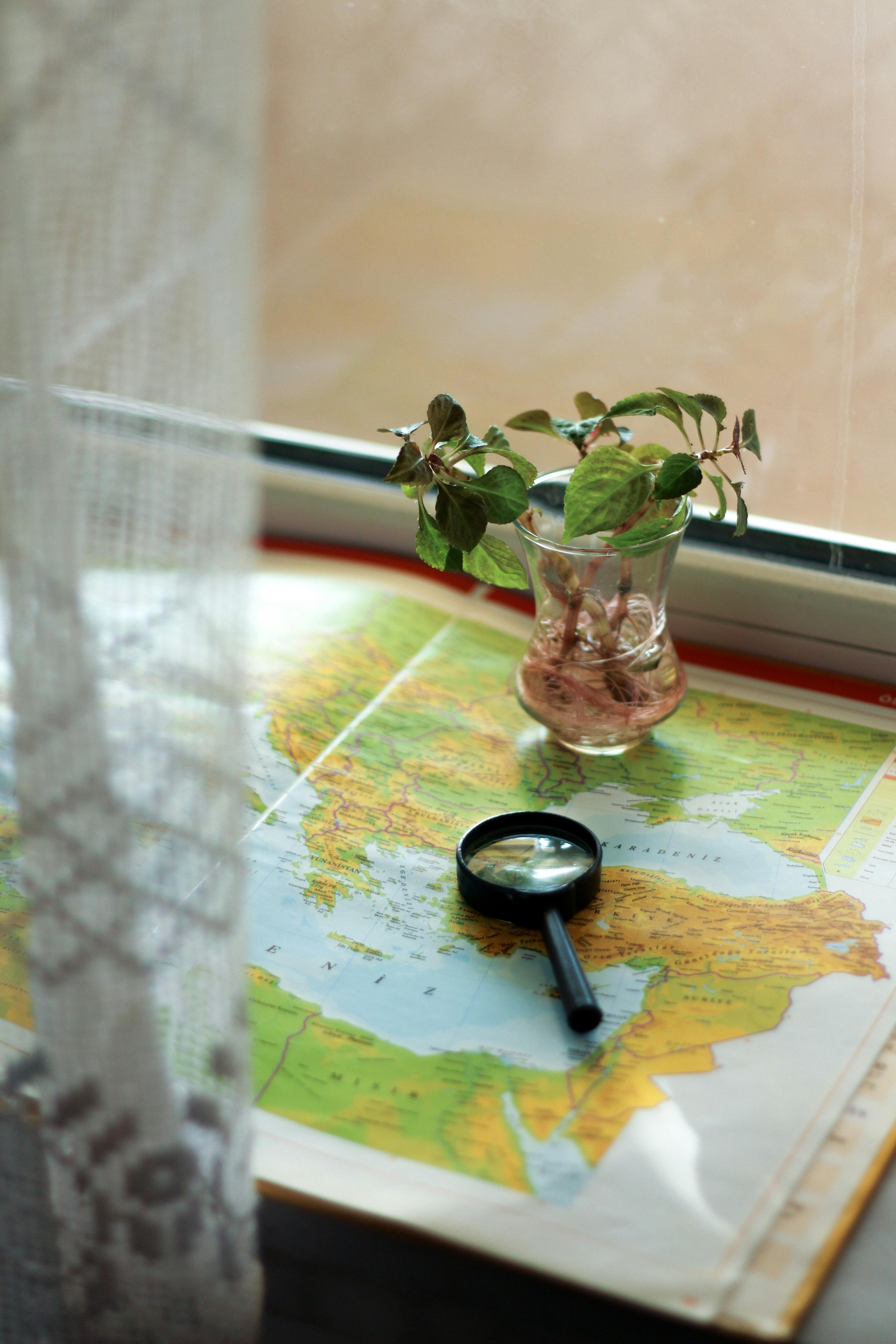 Still life photograph featuring a green plant in a glass vase on a map with a magnifying glass.