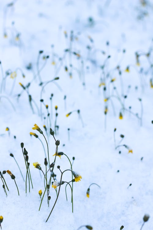 Wildflowers Starting to Bloom in Snow