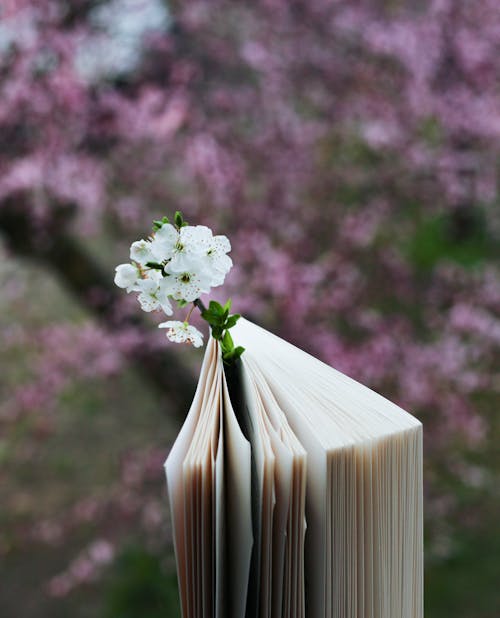 Close up of a Book with a White Flower and Purple Bush in Background