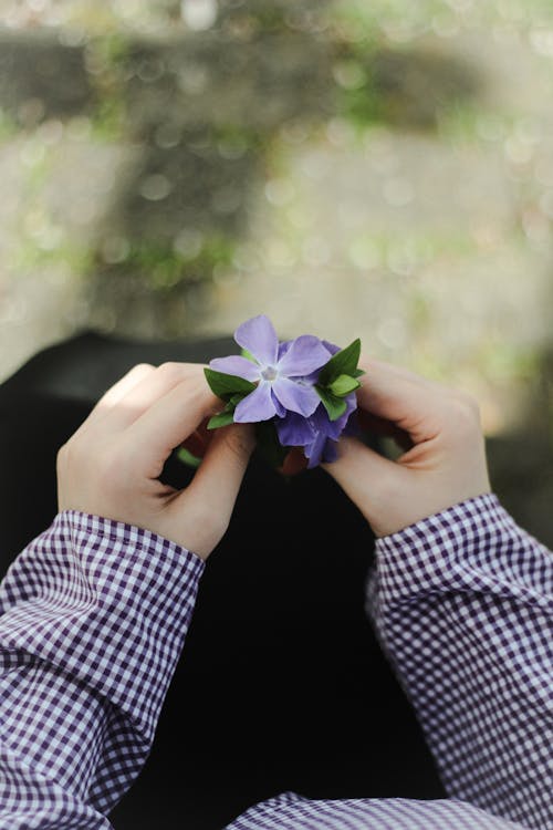 Person Holding a Purple Flower