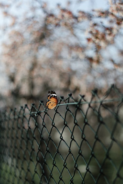 Butterfly on Fence