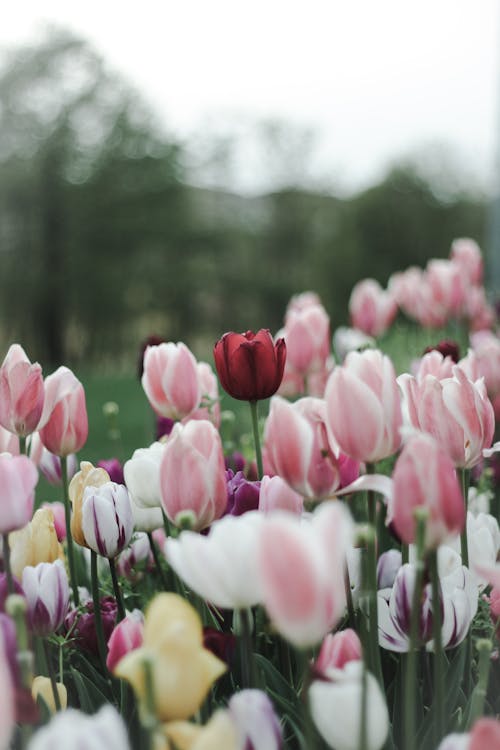 A Blooming Flowers on the Field