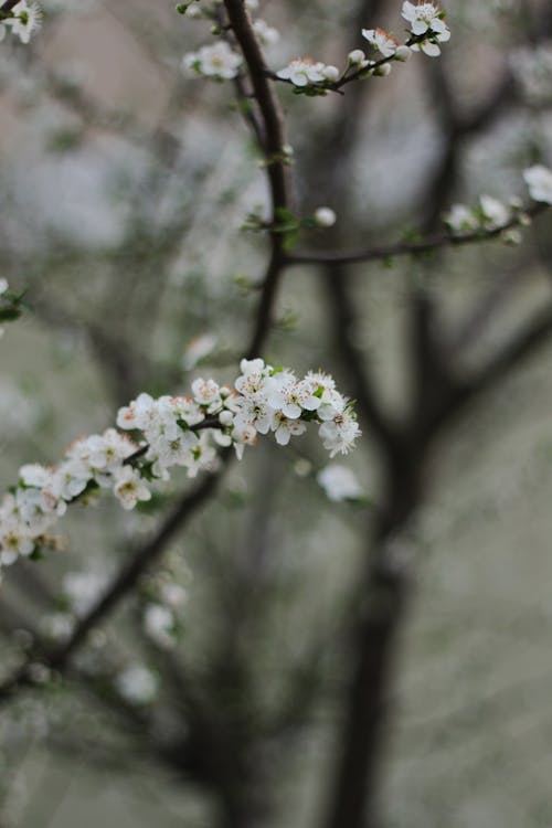 White Flowers in Close Up Photography