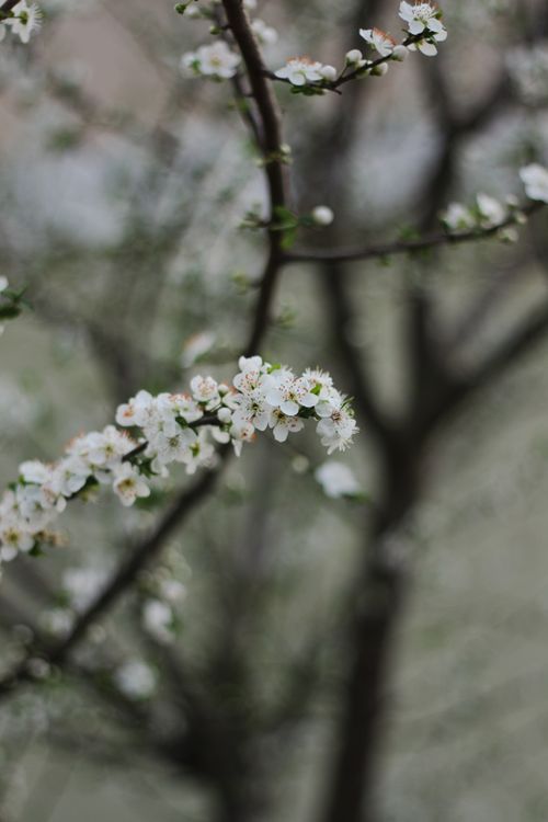 Free Close-up view of blooming white blossoms on a tree branch in spring. Stock Photo