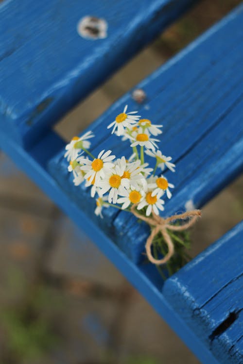 Close-up of White Flowers on a Blue Wooden Bench