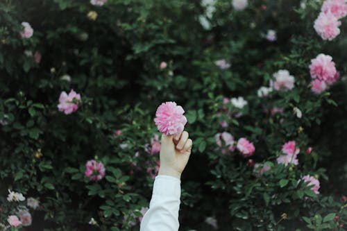 A Person Holding a Pink Flower