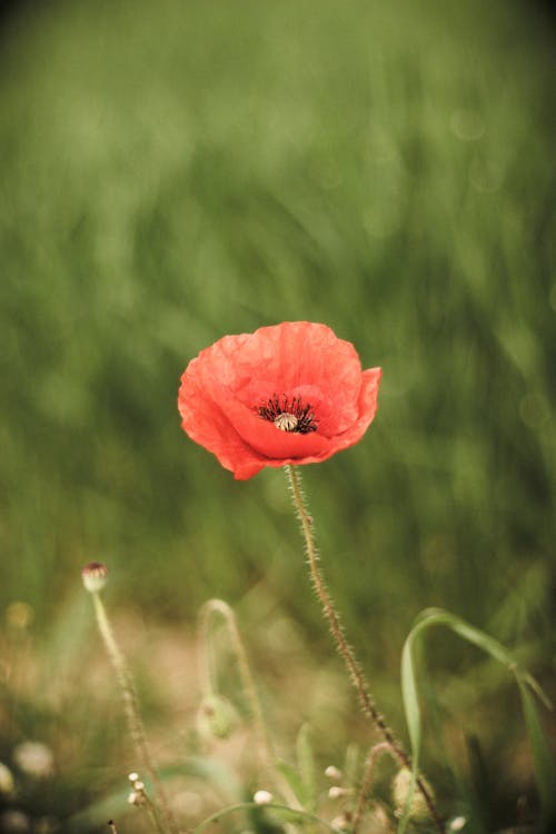 A Red Flower in Full Bloom