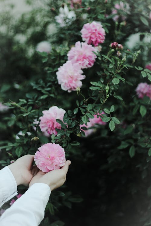 Holding on Pink Flowers on a Plant