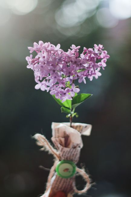 A beautifully wrapped lilac flower with a rustic twine, perfect for gifting.