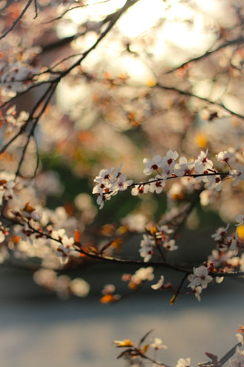 Blossoms in Close Up Photography