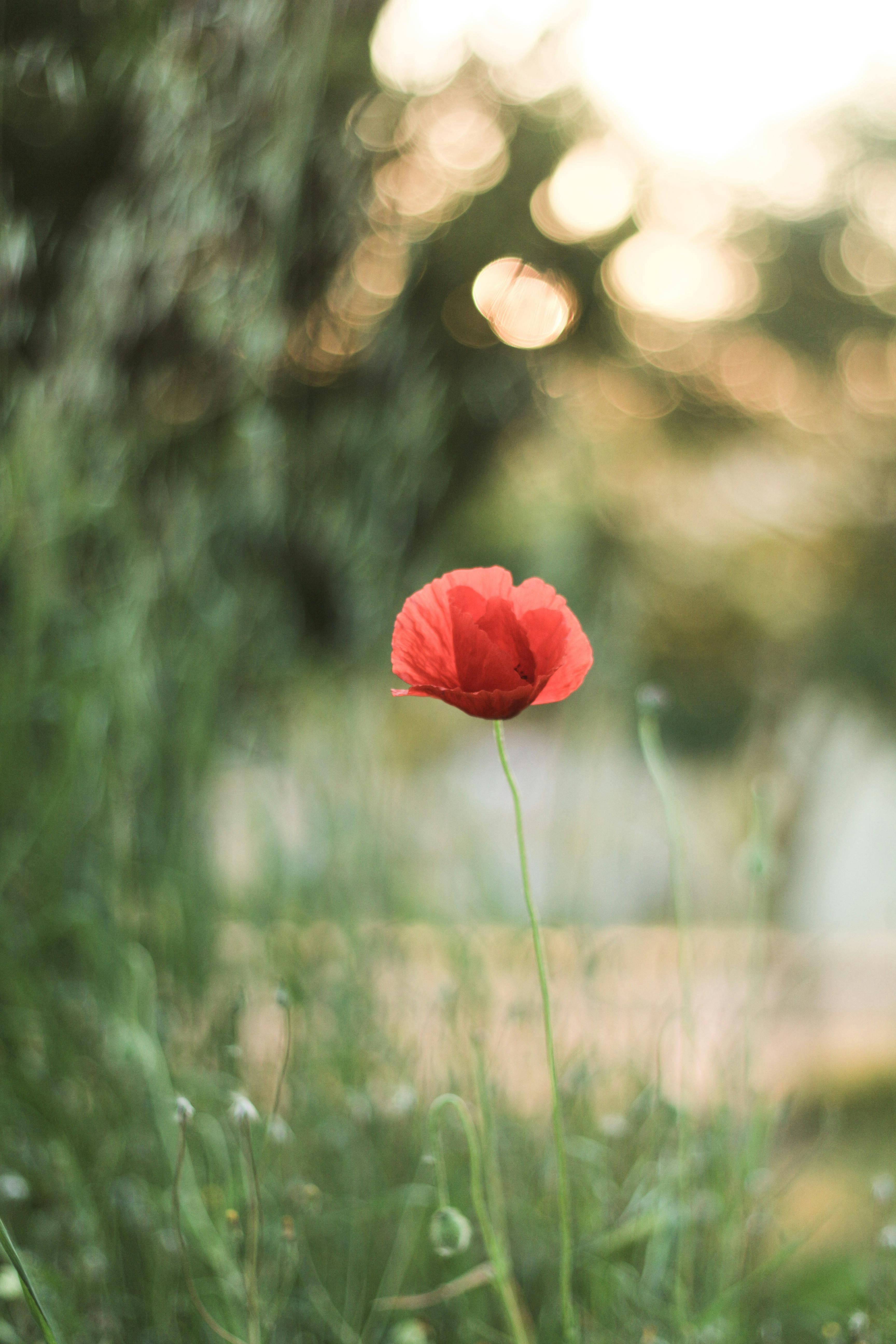 A vibrant red poppy blooming amid a soft, blurred green background in gentle morning light.