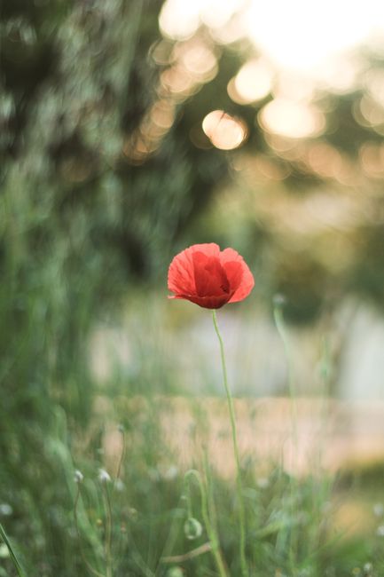 A vibrant red poppy blooming amid a soft, blurred green background in gentle morning light.