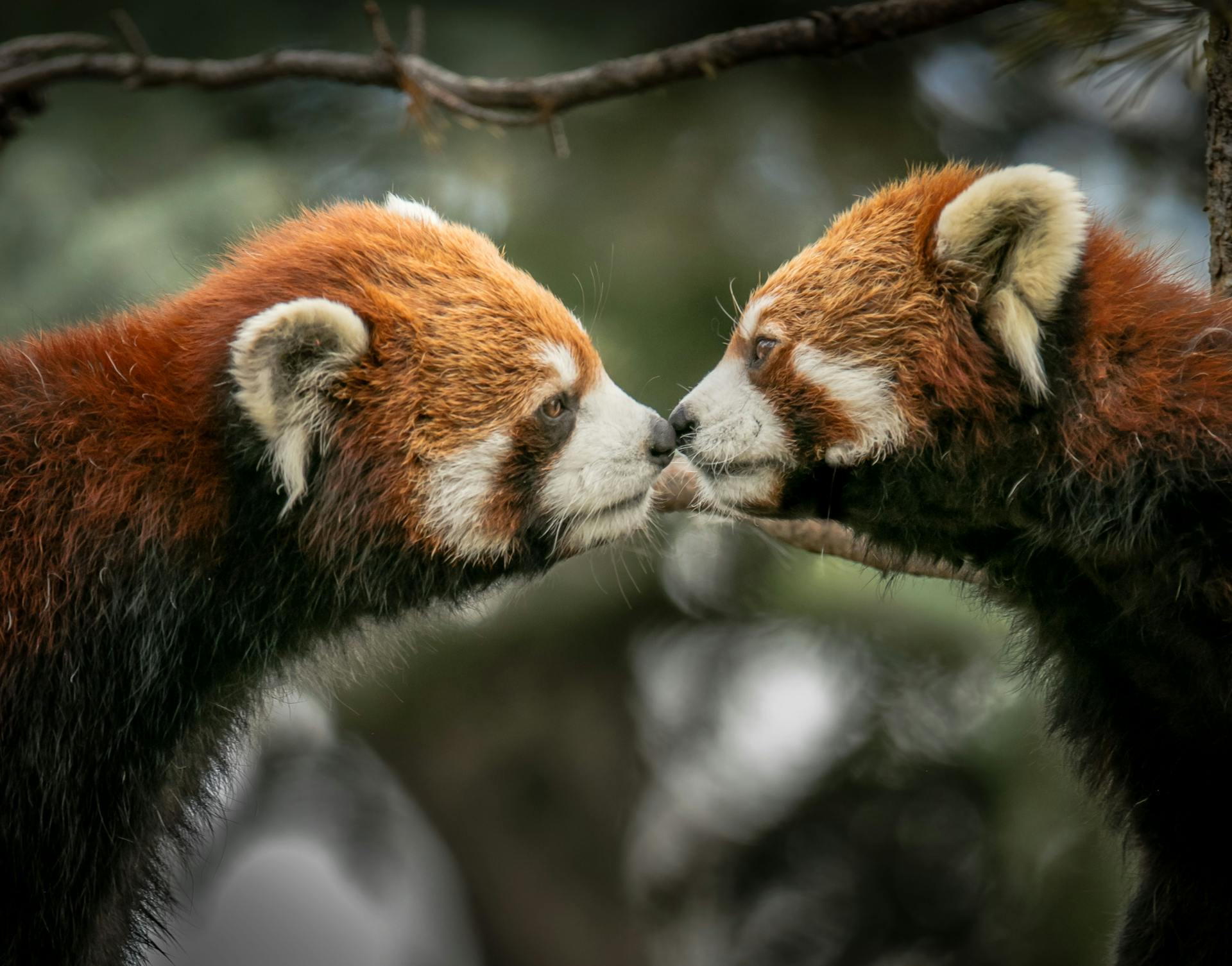 Closeup Photo of Brown-and-white Animals