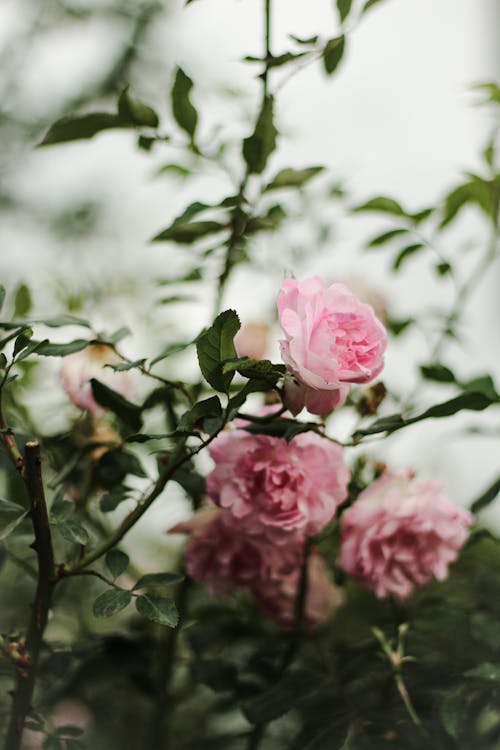 Free Photo of Pink Flowers Stock Photo