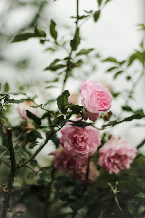 Free Close-up of vibrant pink roses flourishing in a lush garden setting. Stock Photo