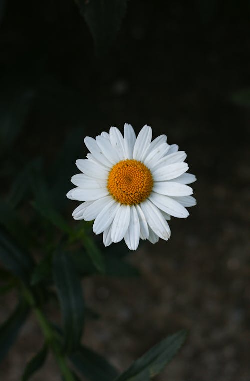 A White Daisy in Full Bloom