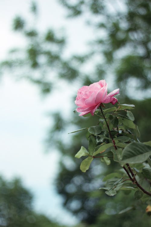 Free Photo of a Pink Rose Stock Photo