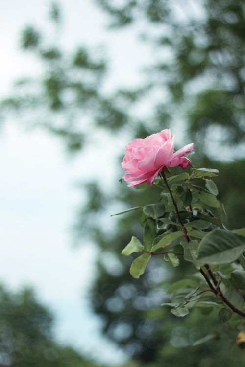 Free Beautiful pink rose bloom with soft blurred greenery background outdoors. Stock Photo