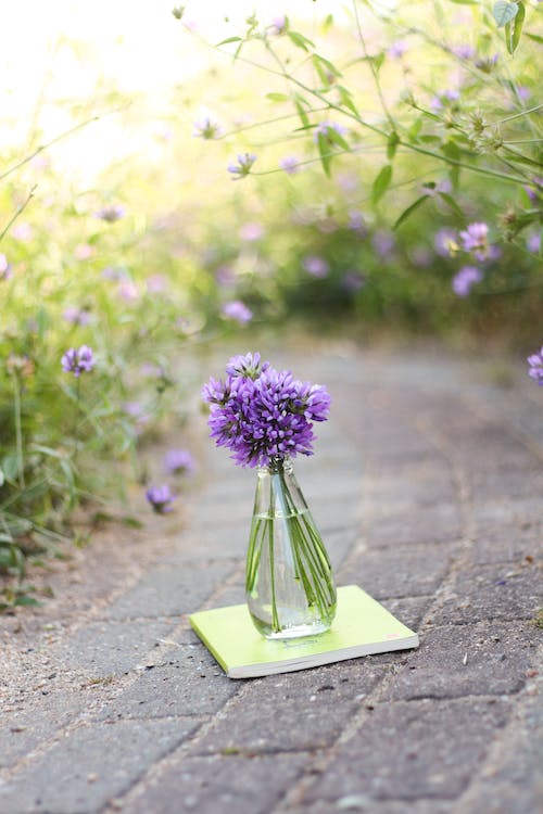 Purple Flower on a Vase in a Pathway