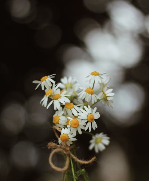 A White Daisies in Full Bloom