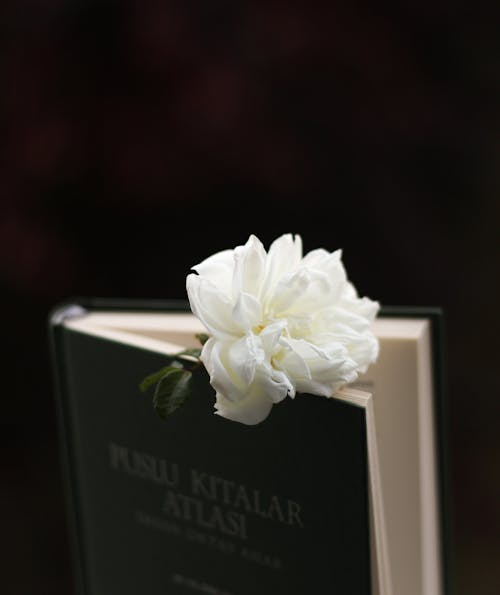 คลังภาพถ่ายฟรี ของ การถ่ายภาพดอกไม้, ดอกไม้สีขาว, หนังสือ