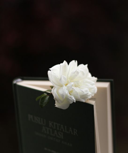 A white flower placed delicately on an open book, symbolic of serenity and literature.