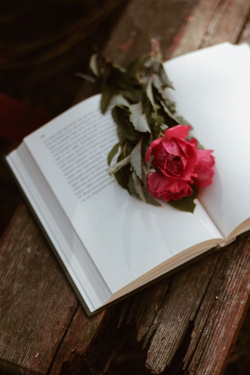 Free A red rose elegantly placed on an open book, depicting a serene still life scene. Stock Photo