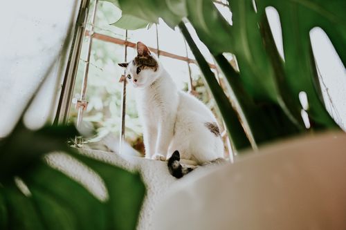 Free Charming domestic cat sits by a window surrounded by lush indoor plants, enjoying a sunny day. Stock Photo