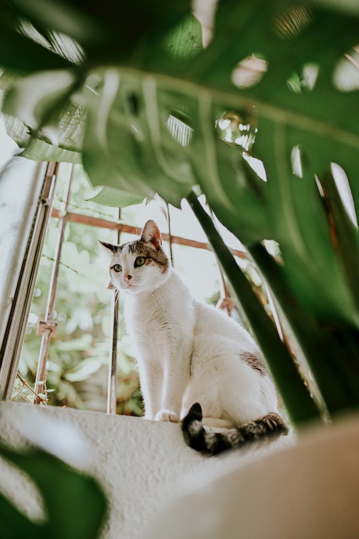 Tabby cat sitting near window