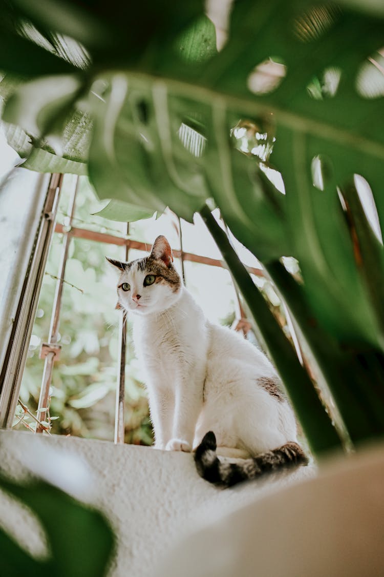 A Tabby Cat Sitting Near The Window