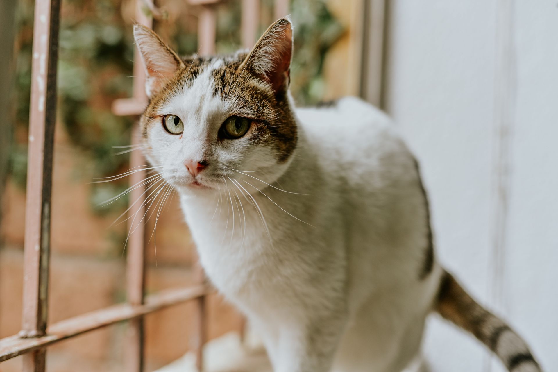Close-Up Shot of a Tabby Cat
