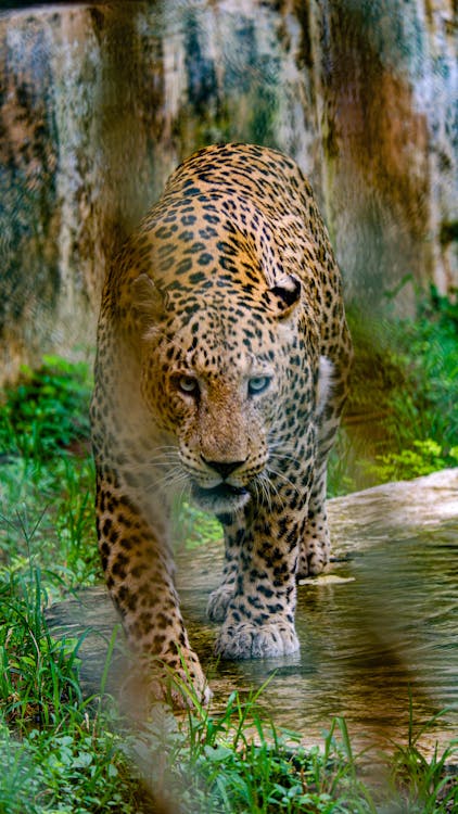 Photo of a Leopard Walking at the Zoo