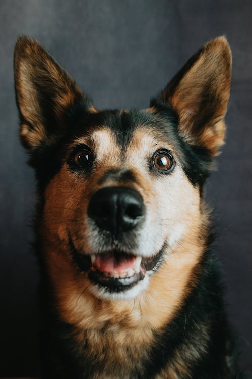 Gratis lagerfoto af baeutiful øjne, hoved, hund