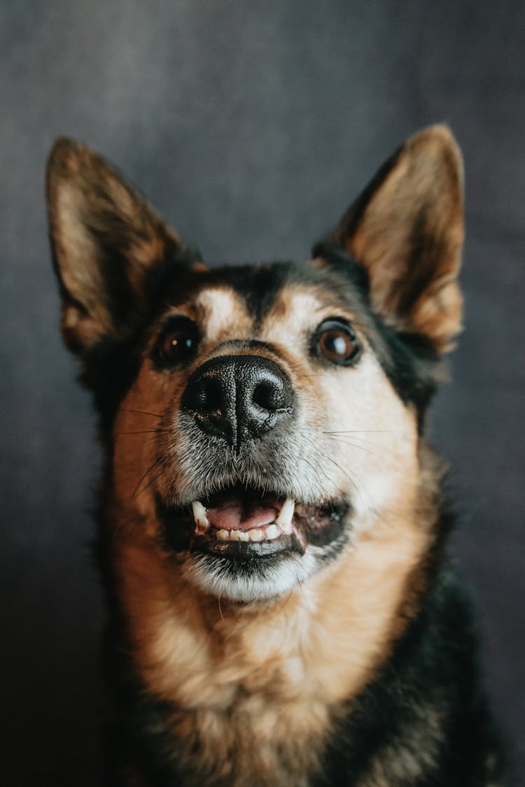 Black And Brown German Shepherd Dog Face