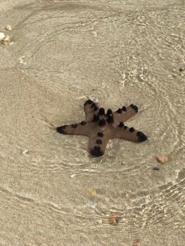 starfish photo