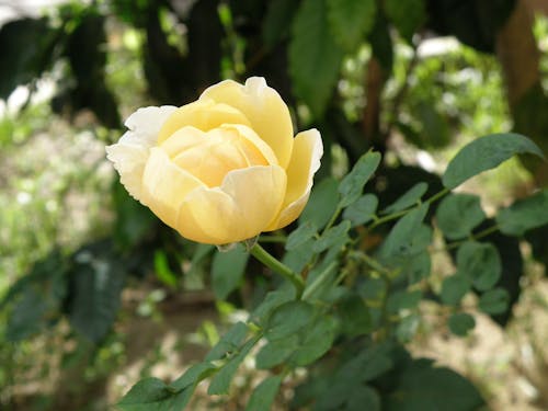 Free Close-up of a Yellow Rose Stock Photo