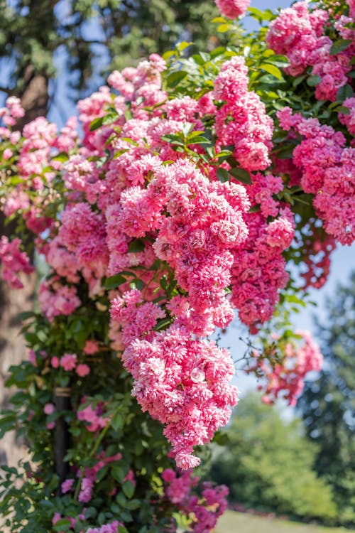 Free Pink Flowers on a Plant Stock Photo