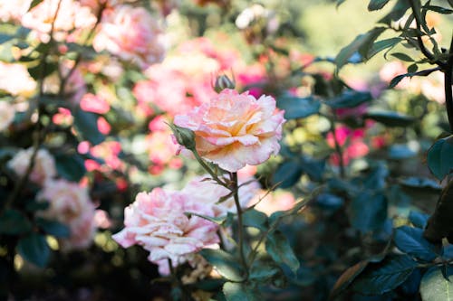 Close-Up Shot of a Tea Rose in Bloom