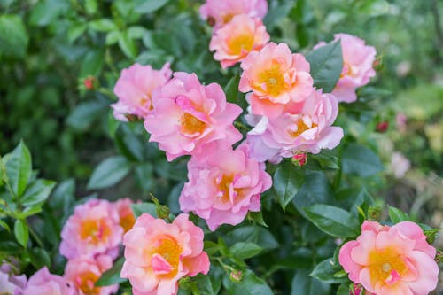 Close-Up Shot of Pink Roses in Bloom