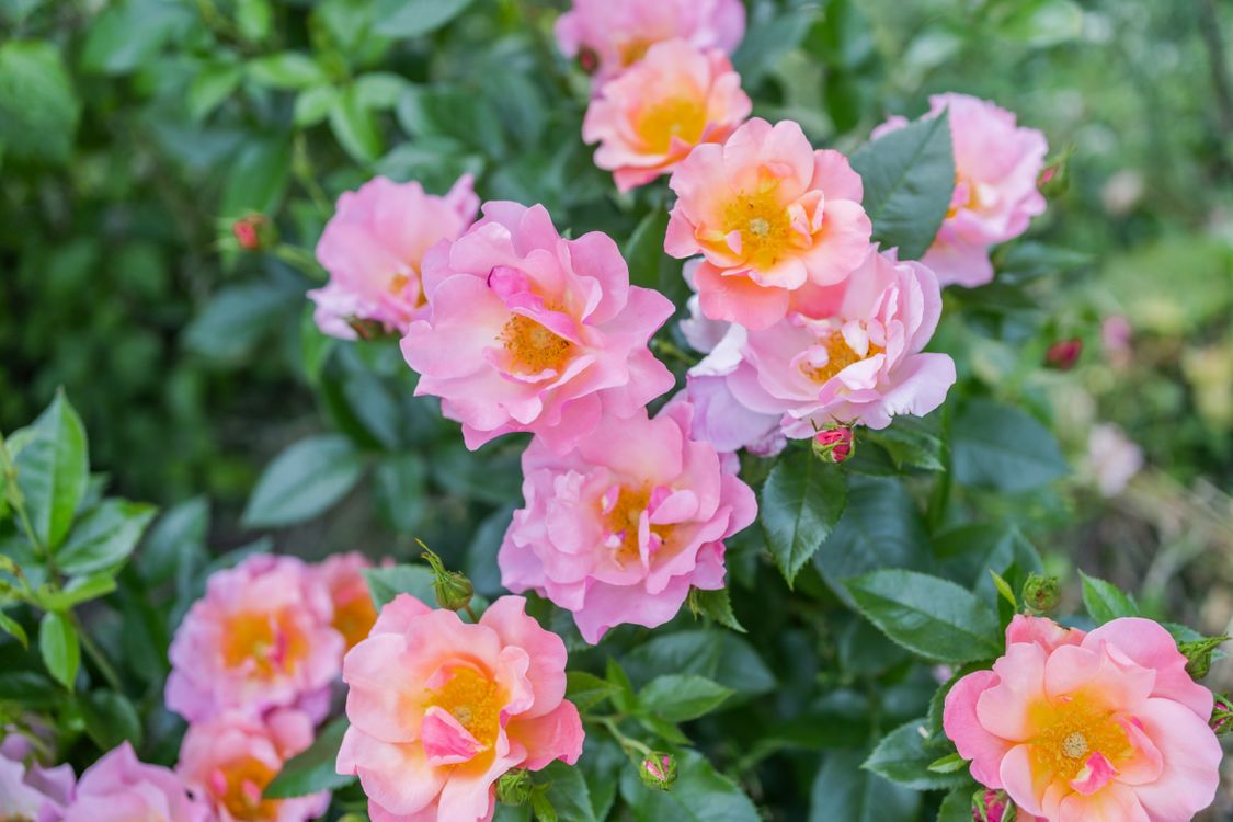 Wenlock Roses Close-Up Shot of Pink Roses in Bloom · Free Stock Photo