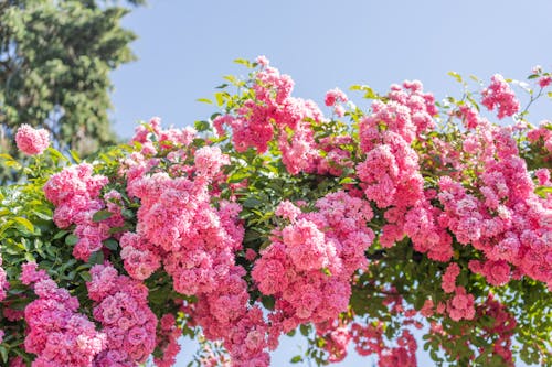 ฟรี คลังภาพถ่ายฟรี ของ ดอกไม้สีชมพู, ต้นไม้, พฤกษา คลังภาพถ่าย