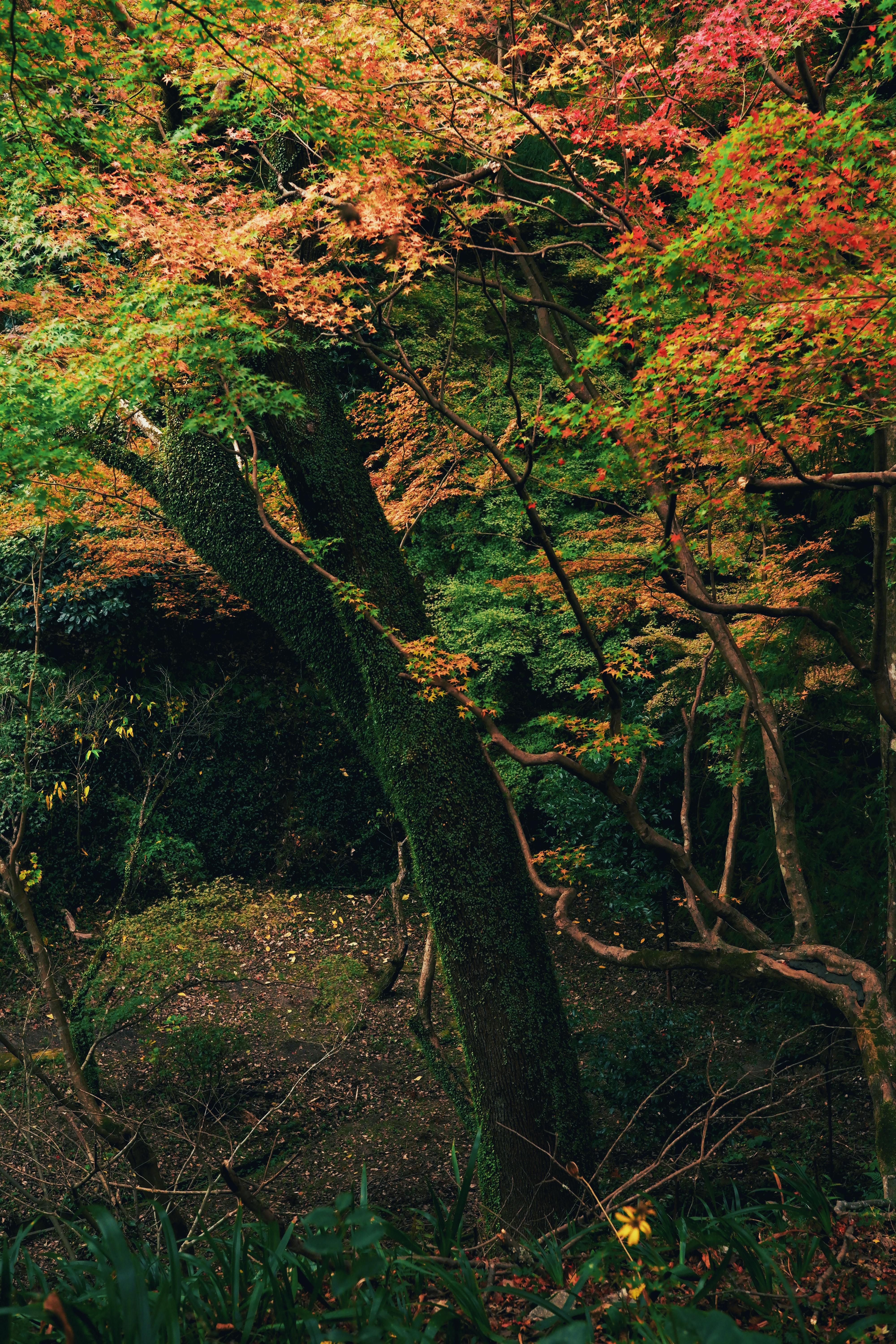 Explore the beauty of a serene autumn forest with colorful leaves and lush greenery.
